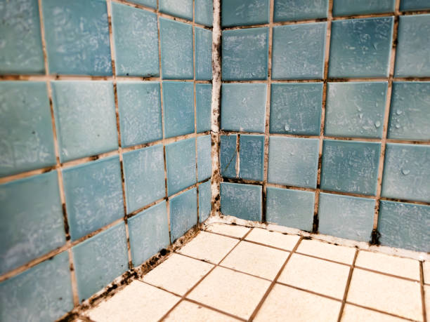 Best Mold Prevention Services  in Laughlin, NV